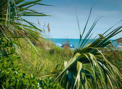 A close-up of some plants

Description automatically generated with low confidence